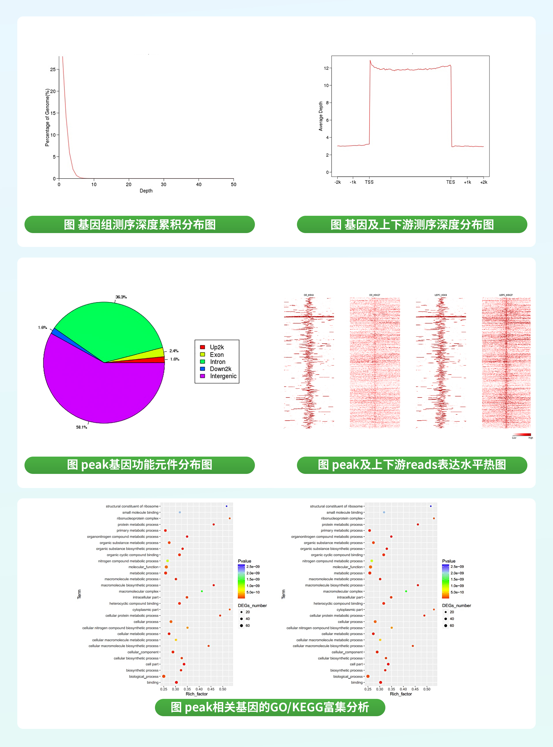 Chip-seq.jpg