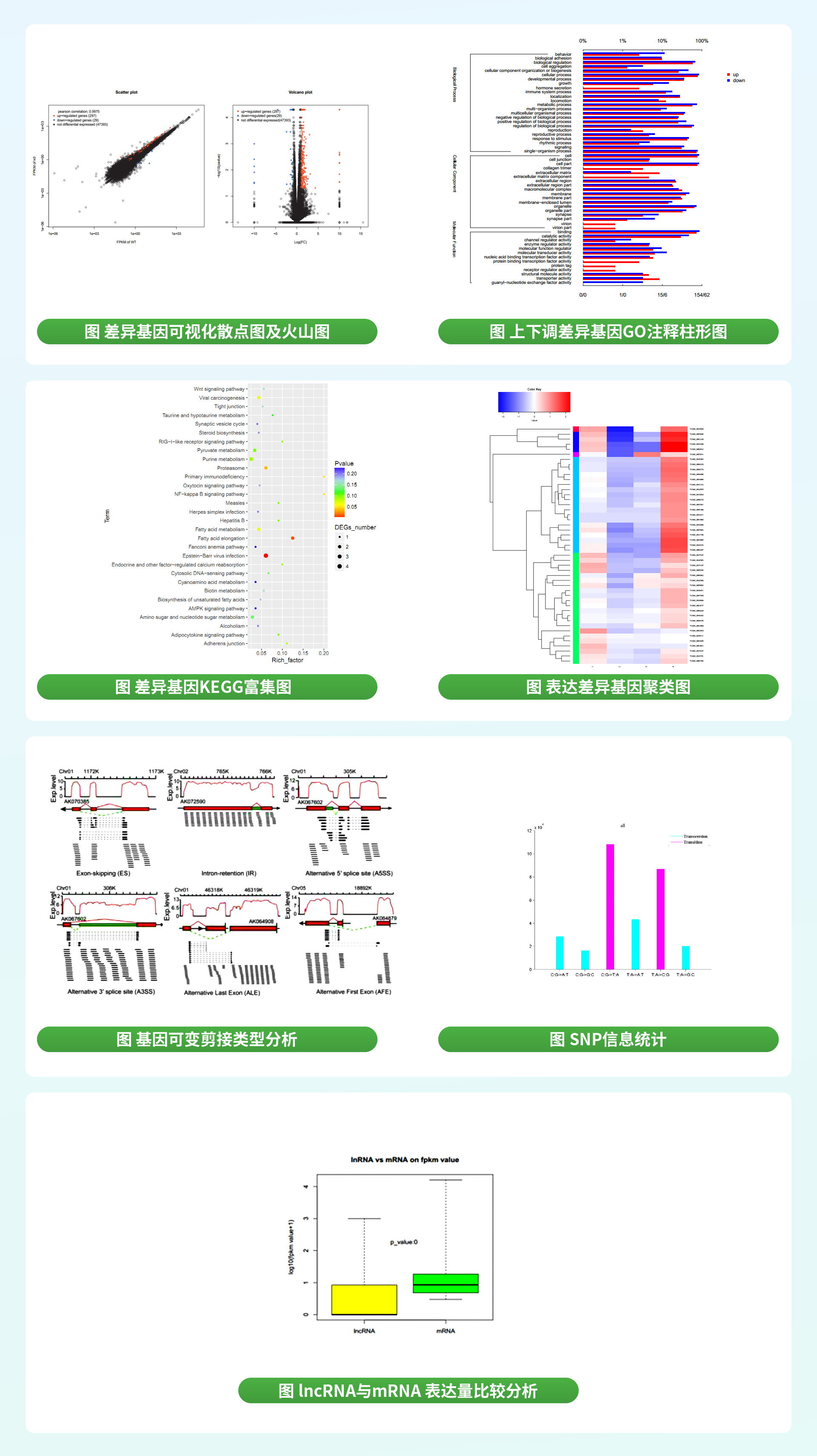 LncRNA测序.jpg