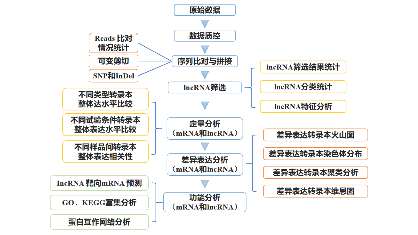 lncRNA分析图.png