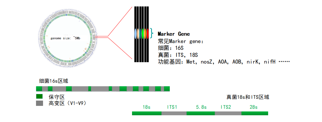 微测1.png